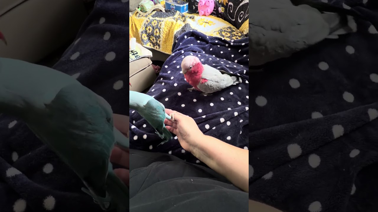 Bloomer loves everyone