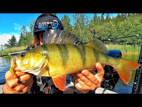 NÄIN JIGAAT AHVENTA | ETSIVÄ LÖYTÄÄ | #AHVENENKALASTUS