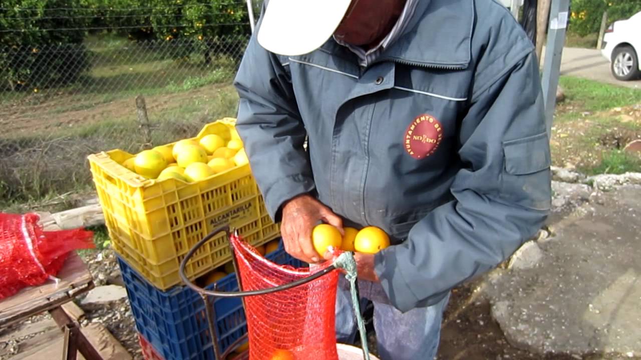 Manuel explica cómo llena los sacos de naranjas