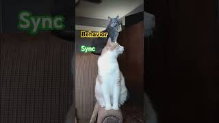 Download lagu Music Behavior Sync. #cat ##catshorts #cats #moby #90severgreen #piano #music #instrumental mp3 Download lagu Music Behavior Sync. #cat ##catshorts #cats #moby #90severgreen #piano #music #instrumental mp3