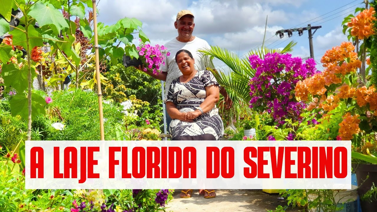 TOUR PELA FLORES DA LAJE: MUITAS PLANTAS LINDAS DE SOL PLENO E MEIA SOMBRA | DICA | CULTIVO EM VASOS