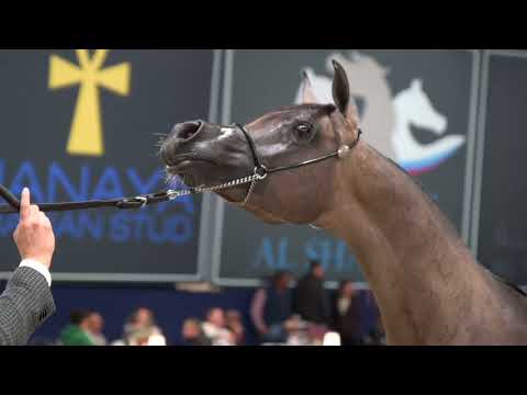 🧡 BANDAR ALJASSIMYA 🧡 - Yearling Colts class - 2022 All Nations Cup