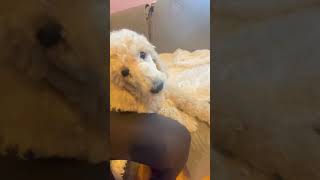 Video preview image #2 Poodle (Standard) Puppy For Sale in PAONIA, CO, USA