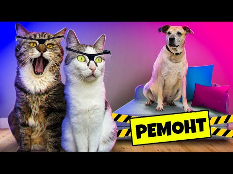 24 часа с Мишкой, Кузей и Боссом / SANI vlog