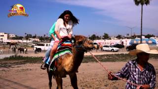 Rosarito Ocean Sports Camel Land, at Rosarito Beach, Mexico