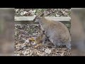 Wallaby Joey Still Missing At Detroit Zoo