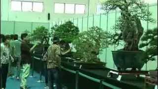 Download lagu Bonsai Cina   Part 2 Ottava Guangdong, Hong Kong Bonsai Chencun) mp3