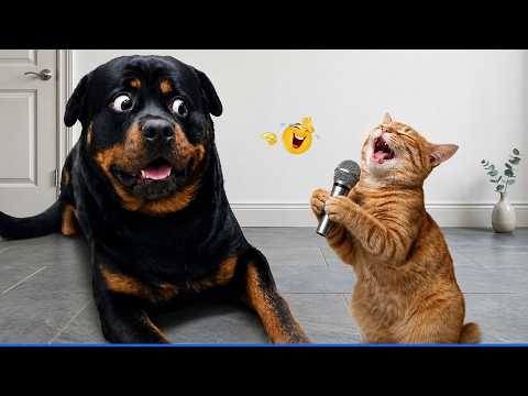Laugh Out Loud With The Funniest Animal Videos 😹🐶