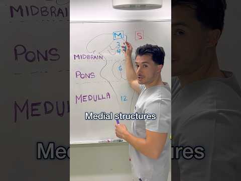Brainstem Rule of 4’s💡🧠#medschool #medstudent #usmle #usmlestep1 #anatomy #neurology