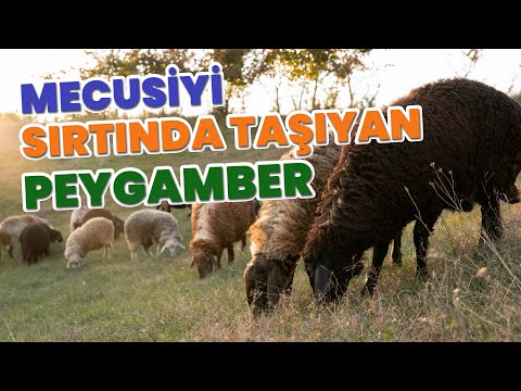 İbrahim Aleyhisselamın Mal ve Evlat İle İmtihanı