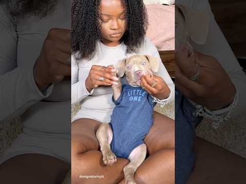 Puppy Morning Routine #cute #puppy #dogs #doggrooming #dogcare #morningroutine #shorts #viral