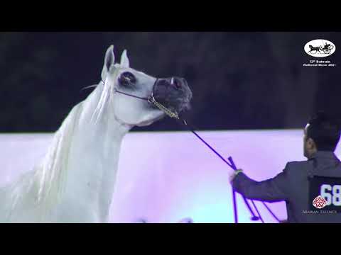 N 68 AT AL BORAK   Bahrain National Show 2021   Colts 3 years old Class 11