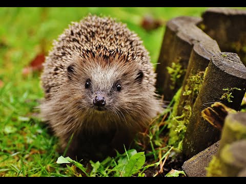 Waldpfleger - Kleiner Igel Kämpf! DER IGEL SONG