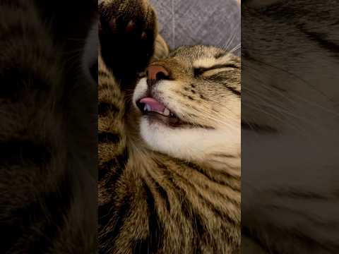 Have a great Friday everyone 😽😽😽 #cat #terry #catlife #kitten #georgia #batumi #life