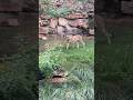 Fastest ! Amazing Cheetah at the Fortworth Zoo! #animals #viral #shorts