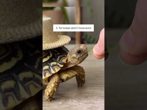 Although tortoises are amazing, they are not easy pets, and are a life long commitment. #tortoise