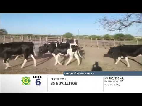 Lote 35 Novillitos en Viale