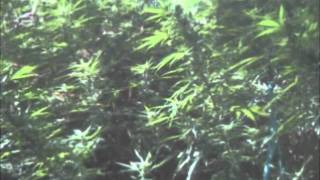 El Podrido Jardin de la Alegria (Brujeria &quot;Marijuana&quot; Escobar Remix)