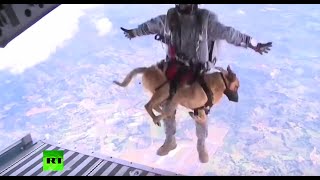 RAW: Dogs go through parachute training for Colombia military