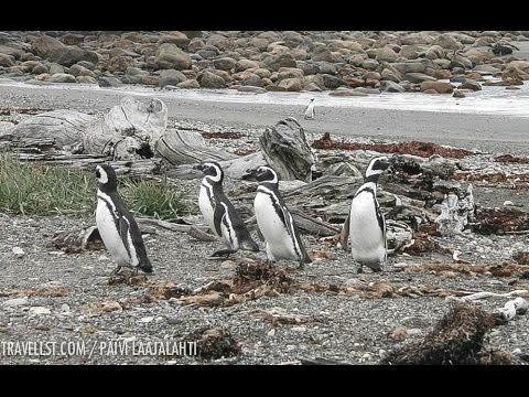 Tučniak magelánsky (Spheniscus magellanicus) — Otway Sound, Čile