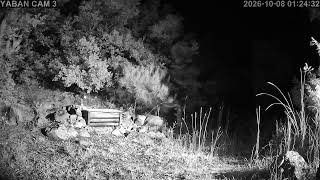 3️⃣🔴7/24 Kesintisiz Yaban Hayatından Canlı Yayın 🐾 (Türkiye'de ilk ve tek) camera Doğu2 🧭 live webcam