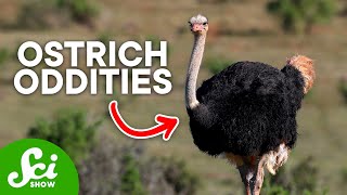 3 Odd Facts About Ostriches