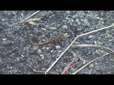 Škorpión kôrový (Centruroides vittatus) — terárium, kŕmenie a správanie