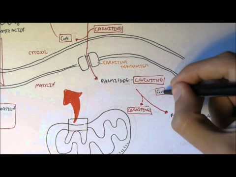 Human Metabolism Map I Glycolysis