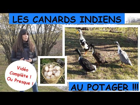 , title : 'Canards Coureurs Indiens Au Potager : LA vidéo Complète ..Ou Presque !!'