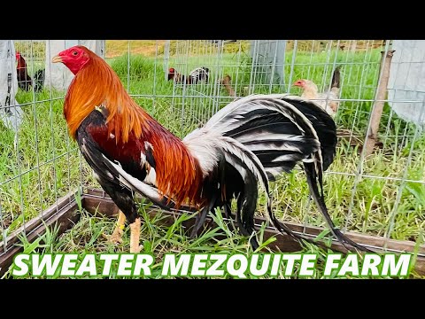 Radio Sweater Lemon - MEZQUITE FARM Pablo Lopez