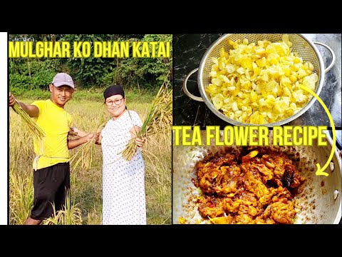 AAJU MULGHAR KO DHAN KATAI HUDAI XA || YO SAAL KO NWAGI CHIYAPATTI PHUL KO RECIPE ||