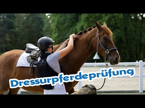 Jungpferd auf dem Prüfstand - Turniervorbereitung für Dressurnachwuchs | Junge Pferde ausbilden