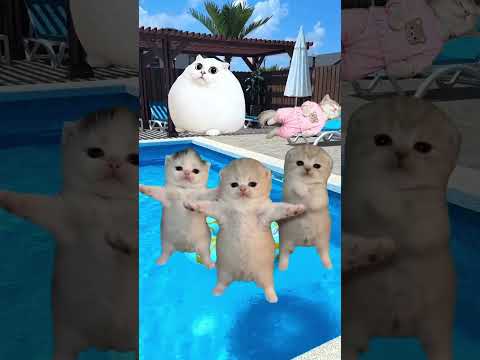 Dürfen Katzen Wasser aus einem Pool trinken