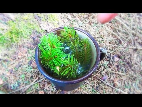 Essbare Natur 4 - Fichtennadel Tee