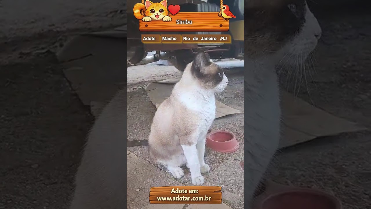 Gato raça SRD-ViraLata idade 1 ano nome Simba
