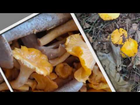 Z cyklu Klimaty Podlasia na naszym Agro   Las   Grzyby