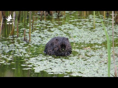 WWT Welney - Watervoles