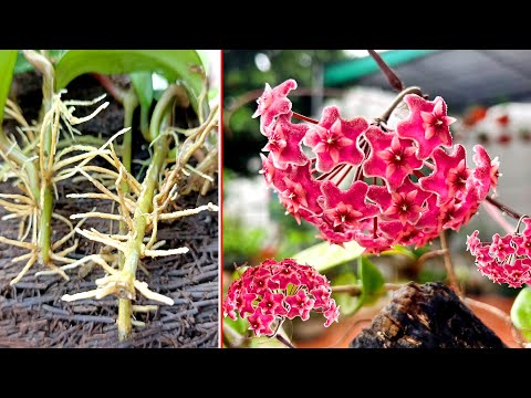 , title : 'Hoya Carnosa flower "Beautiful Mysterious". How to self-propagate fast flowering'