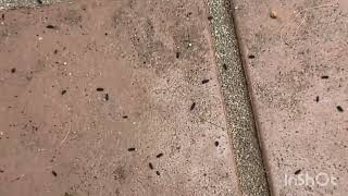 トビムシ  跳ねてる！