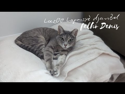 FELHO DENIS - LEEZOO LAPOUSYE DJANBEL