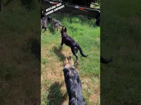Wolfgang Haus German Shepherd