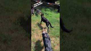 german shepherd puppies, amazing temperaments great health and larger size Wolfgang haus