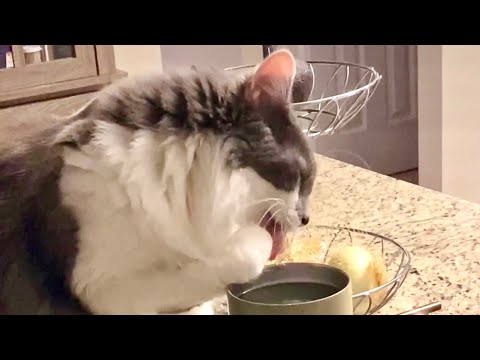 Cat Drinking Water off his Paw