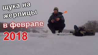 Атака щуки на жерлицы в феврале