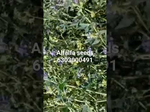 Organic Alfalfa Seeds