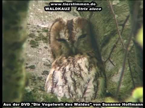 Der Waldkauz stürzt sich lautlos auf seine Beute - Strix aluco