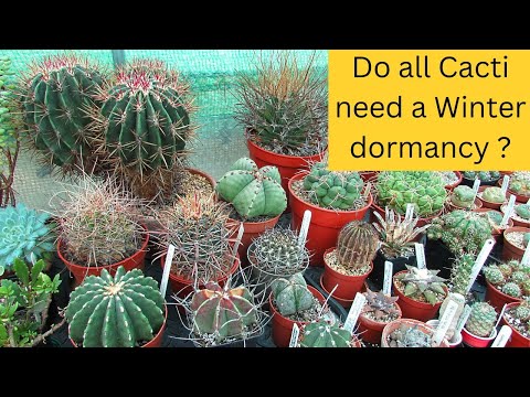 Do all Cacti need a Winter Dormancy ? #cactus #cacti #cactusplants