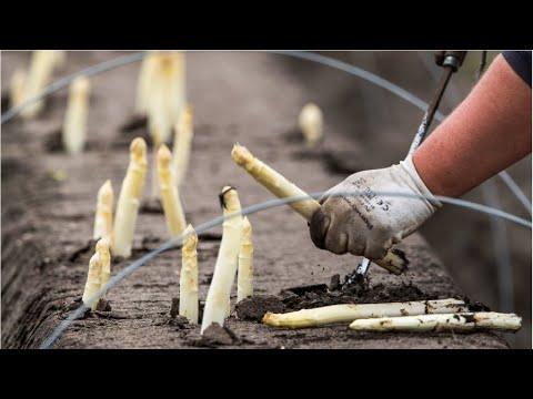 White asparagus Farming and harvesting  White asparagus Cultivation and Processing in Factory