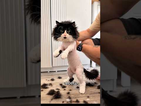 Новый образ кота…