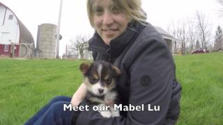 Adopting Mabel Lu Corgi Puppy